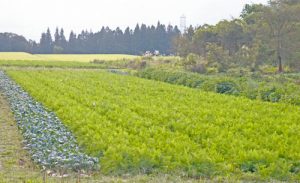 月山にんじんジュース　月山高原にんじん　にんじんジュース通販