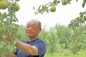 洋なしバラード　洋なし通販　バラード通販