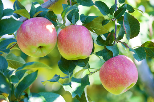 こうとく　蜜入りリンゴ　高徳りんご