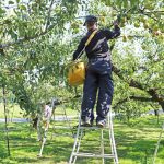 ラフランスお取り寄せ　ラフランス通販　山形ラフランス