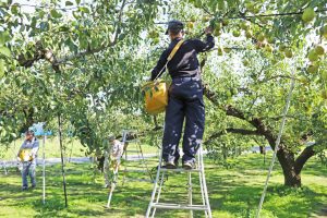 ラフランスお取り寄せ　ラフランス通販　山形ラフランス