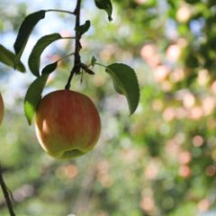 蜜入りリンゴ　こうとく　サンふじ