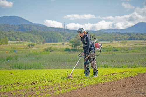 にんじん通販　月山にんじん　月山高原人参