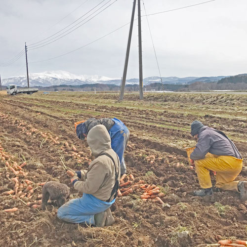 にんじん通販　月山高原　月山にんじん