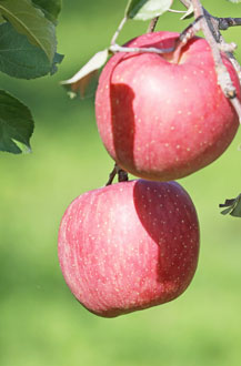 りんごレシピ　山形りんご　りんご通販
