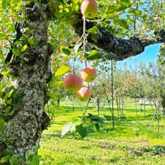 高徳　サンふじ　鮮度保持