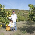 土佐文旦　文旦通販　文旦お取り寄せ