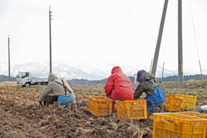 にんじんジュース通販　月山にんじん　にんじんジュース通販