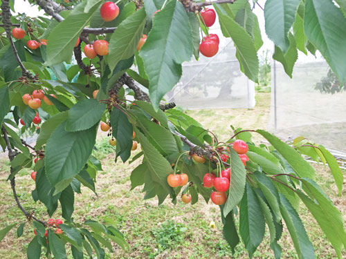 さくらんぼ物語　さくらんぼ通販　山形さくらんぼ