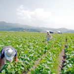 だだちゃ豆　枝豆王だだちゃ豆　だだちゃ豆通販