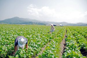 だだちゃ豆　枝豆王だだちゃ豆　だだちゃ豆通販