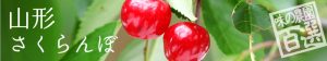 山形さくらんぼ　さくらんぼ物語　紅秀峰