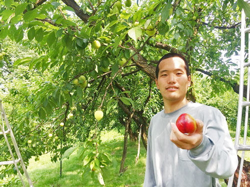 スモモを自然栽培 しかも樹上完熟をめざす 味の農園