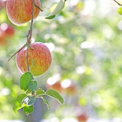 蜜リンゴこうとく　山形りんご　蜜りんご