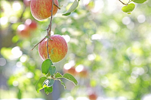 蜜リンゴこうとく　山形りんご　蜜りんご
