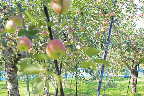 蜜入りりんご高徳　リンゴ畑