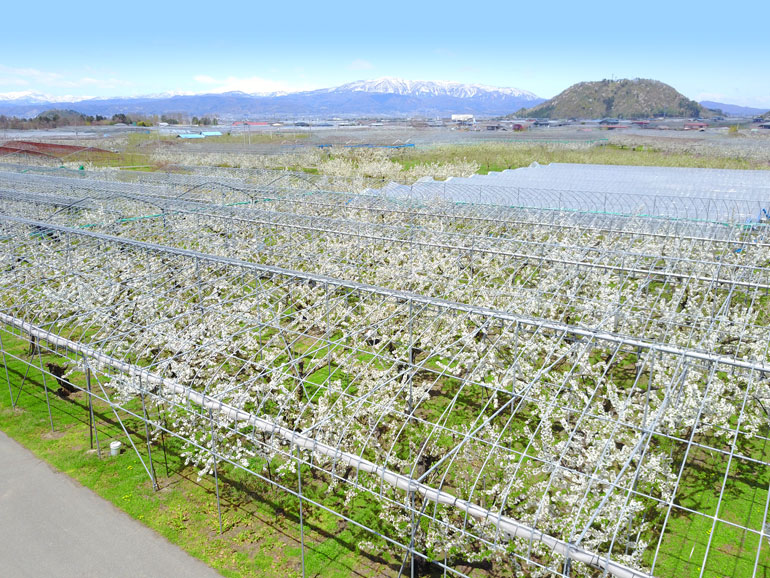 さくらんぼ開花　佐藤錦満開　さくらんぼ