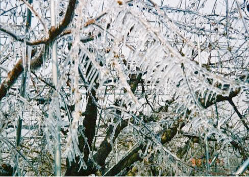 さくらんぼ霜害　さくらんぼ芽　山形さくらんぼ