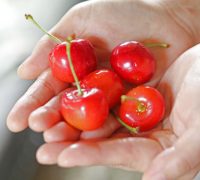 さくらんぼ種　さくらんぼ山形　サクランボ種飛ばし