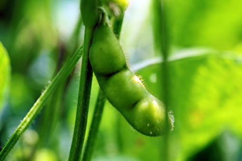 だだちゃ豆　茶豆　枝豆