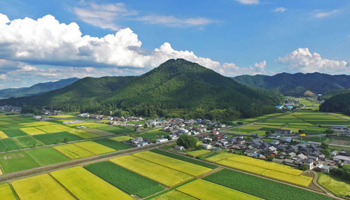 丹波篠山　丹波黒　黒豆