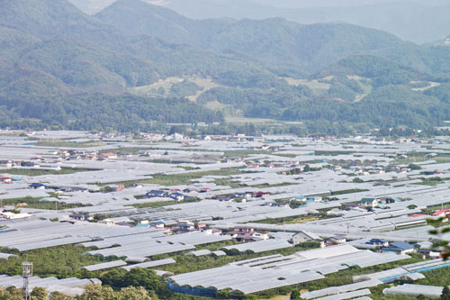 さくらんぼ雨除けハウス　山形さくらんぼ