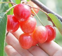さくらんぼ産地　山形さくらんぼ　さくらんぼ山形