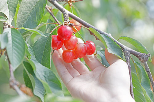 山形さくらんぼ　佐藤錦　紅秀峰