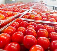 紅秀峰　紅秀峰　紅王