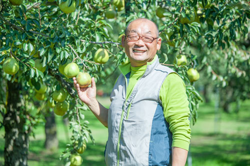 ラフランス産地　天童ラフランス　山形ラフランス