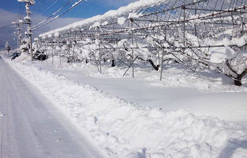 さくらんぼ雪　さくらんぼ雪害　さくらんぼ剪定