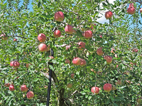 りんご果樹園　りんご園　りんご栽培