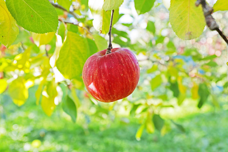 りんご健康法　りんご変色防止　りんご抗酸化力