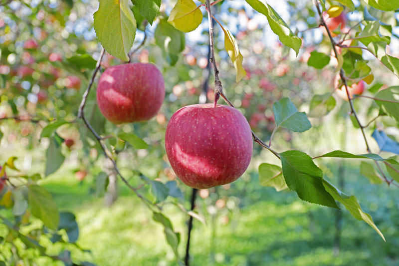 サンふじ　蜜リンゴ　山形りんご