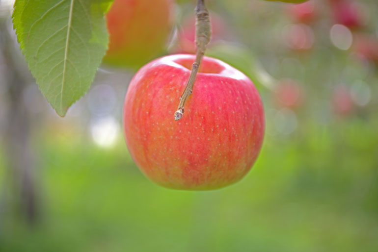 こうとく　蜜りんご　蜜入りリンゴ