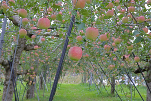 りんご歴史　りんご由来　りんご栽培