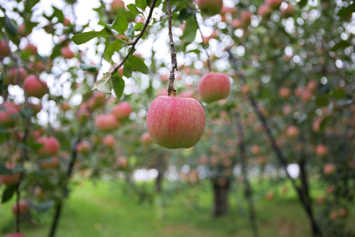 日本のりんご　山形りんご　りんご栽培