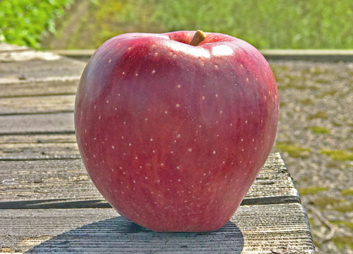 山形りんご　りんご健康法　一日1個