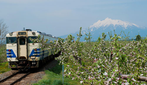 りんごの花　ふじリンゴ　藤崎町