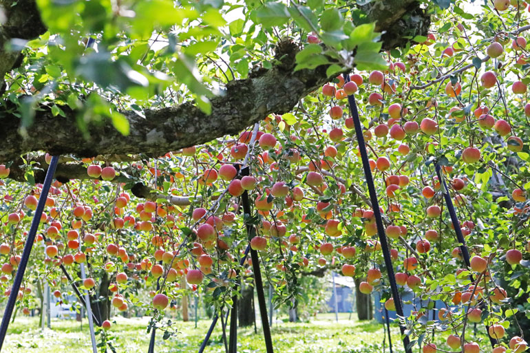 りんご成分　蜜入りりんご　美味しさ成分