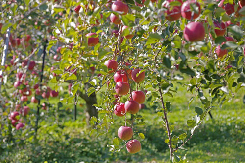 ふじリンゴ　無袋栽培　山形りんご