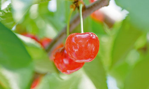 やまがた紅王　次世代さくらんぼ　山形さくらんぼ