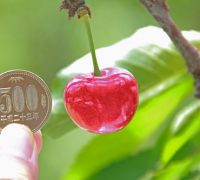 やまがた紅王　次世代さくらんぼ　山形さくらんぼ