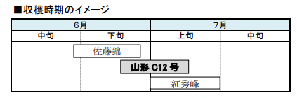 やまがた紅王栽培　さくらんぼ収穫時期