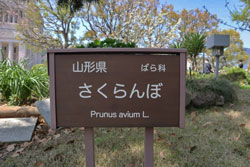 国会議事堂　山形さくらんぼ　紅秀峰