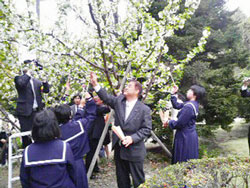 山形さくらんぼ　佐藤錦　紅秀峰