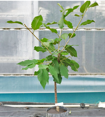 さくらんぼ観賞用　さくらんぼ鉢植え　山形さくらんぼ