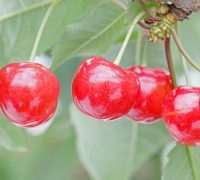 佐藤錦　やまがた紅王　紅秀峰