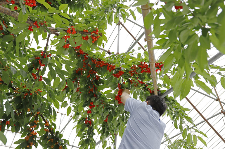 佐藤錦　紅秀峰　やまがた紅王