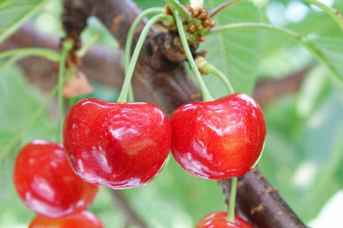 やまがた紅王　次世代さくらんぼ　山形さくらんぼ